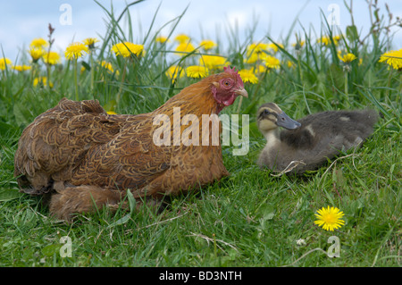 Haushuhn (Gallus Domesticus), Henne sitzen mit Hausente (Anas Platyrhynchos) im Rasen Stockfoto