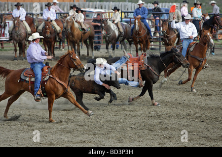 Cowboy Tauchen von einem Pferd, einem Steer in einem Rodeo in Montana zu greifen Stockfoto