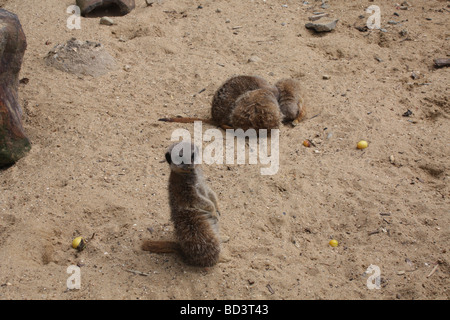 Meercat Wingham Wildlife Park Stockfoto