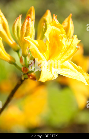 wunderschöne Farbe Blume weich ätherisch und elegant Azaleen Kunstfotografie Jane Ann Butler Fotografie JABP501 Stockfoto