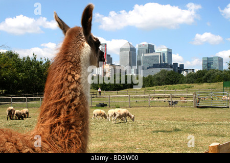 Mudchute Park und der Farm Lama Canary Wharf Architektur im Hintergrund mit Schafen und Zwergziegen Beweidung im Hintergrund zu überprüfen. Stockfoto