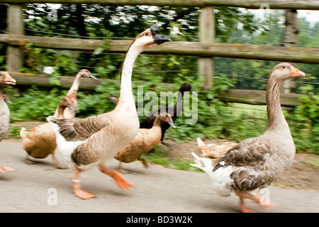 Morgen Gänse und Enten laufen Muchute Park & Farm, Isle of Dogs, wie sie von ihrer Übernachtung Hof Bezirk Teich Ente stürzen Stockfoto