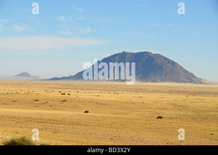 Namib-Wüste nach Regenfällen. Zwei Oryx Oryx Gazella im Vordergrund, mit Dikke Willem Berg benannt nach Kaiser Wilhelm im 1. Weltkrieg Stockfoto