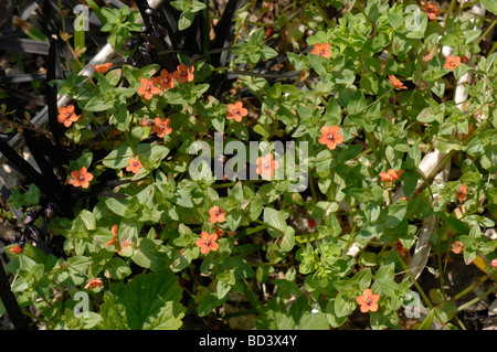 Scarlet Pimpernel Anagallis Arvensis rote Blüten im Sommer Stockfoto