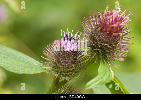 Geringerem Klette, Arctium minus, Wildblumen in Wald / am Straßenrand, Schottland Stockfoto