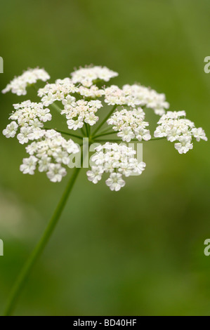 Aufrechte Hedge-Petersilie, Torilis Japonica, Wildblumen in Straßenrand / Wald, Schottland Stockfoto