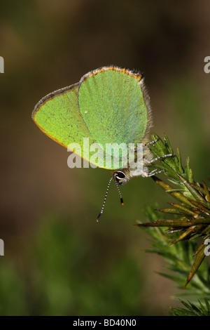 Grüner Zipfelfalter, Callophrys Rubi, Schmetterling im Morgengrauen Sonnenschein, UK. Stockfoto