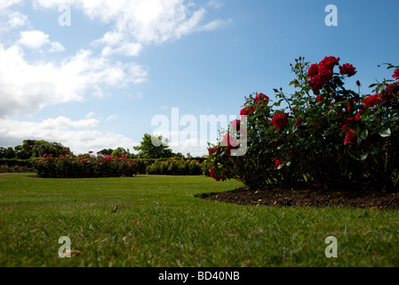 Rose Garten, Sommer, england Stockfoto