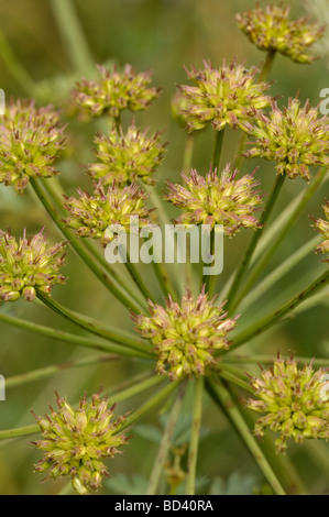 Samenkapseln von Hemlock Wasser-asiatische, Oenanthe Crocata, Wildblumen im Feuchtgebiet Wiese, Schottland Stockfoto