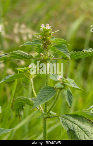 Uvula Hanf-Brennessel, Galeopsis Bifida, Wildblumen im Feuchtgebiet Wiese, Schottland Stockfoto