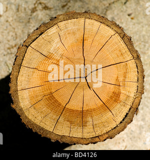 Log, Woodgrain Hintergrundtextur geschnitten Stockfoto