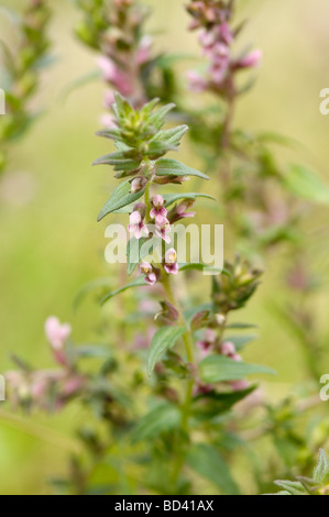 Rot Bartsia, Odontites Vernus, Wildblume am Rand der Wiese Wiese, Schottland Stockfoto