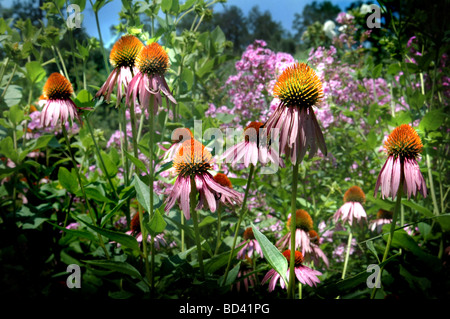 Echinacea Purpurea lila Kegel Blumen Stockfoto