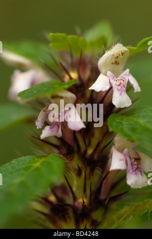 Hanf-Brennnessel, Galeopsis Tetrahit, Wildblumen in Hecke / Wald, Schottland Stockfoto