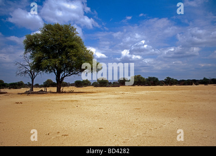 Leadwood Baum, Kalahari Sandveld, Hwange National Park, Provinz Matabeleland North, Simbabwe, Afrika Stockfoto