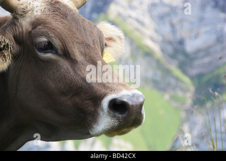 Close-up Portrait einer Braunvieh-Kuh Stockfoto