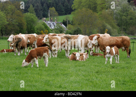 Kühe mit Kälbern auf Rasen Stockfoto