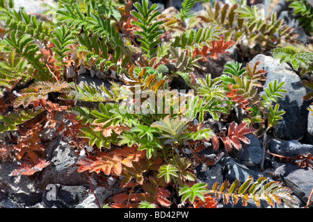 Silverweed (Potentilla anserina) Blätter von grün auf rot im August. Auf Iona, Innere Hebriden, Schottland fotografiert. Stockfoto