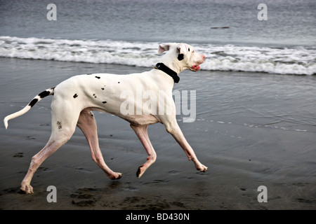 Deutsche Dogge am Strand laufen. Stockfoto