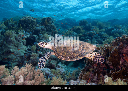 Eine echte Karettschildkröte gleitet über das Korallenriff. Stockfoto