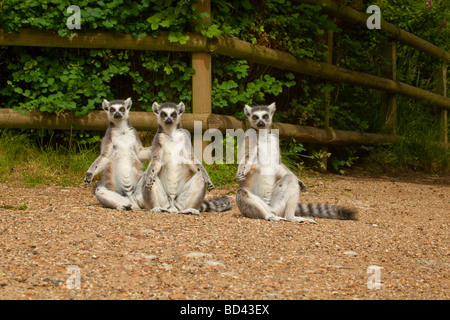 Drei Ring Tailed Lemuren genießen die Wärme der Sonne Stockfoto