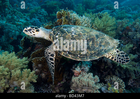 Eine echte Karettschildkröte gleitet über das Korallenriff. Stockfoto