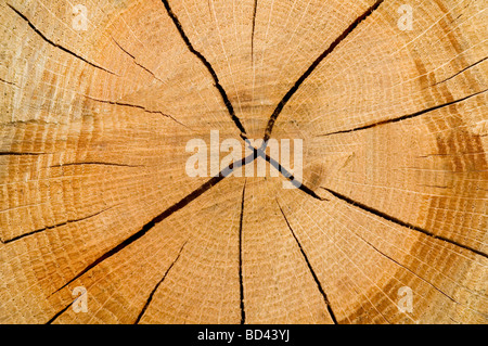 Log, Woodgrain Hintergrundtextur geschnitten Stockfoto