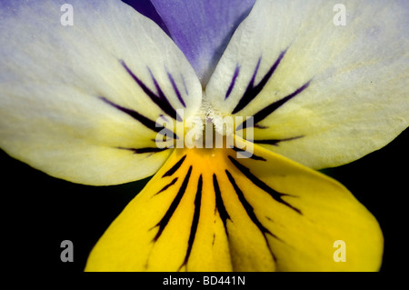 Stiefmütterchen Blume Stockfoto