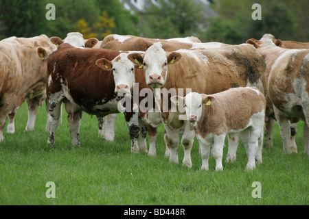 Kühe mit Kälbern auf Rasen Stockfoto