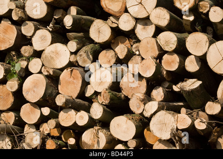 Gefälltem Holz gestapelt bereit zur Abholung Stockfoto