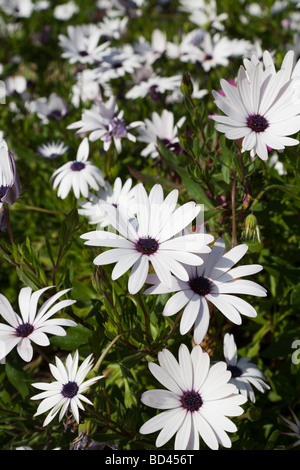 Nahaufnahme des weißen Umhang Gänseblümchen, Osteospermum Ecklonis, in einem Garten Beet Stockfoto
