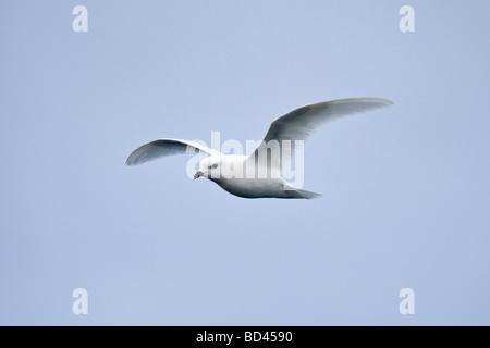 Snow Petrel ab Lichtmess Island, Süd-Sandwich-Inseln, Antarktis Stockfoto