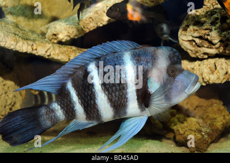 Cyphotilapia Frontosa Fisch endemisch, allgemein bekannt als The Frontosa Cichliden oder Beginn Buntbarsche Tanganjikasee Stockfoto