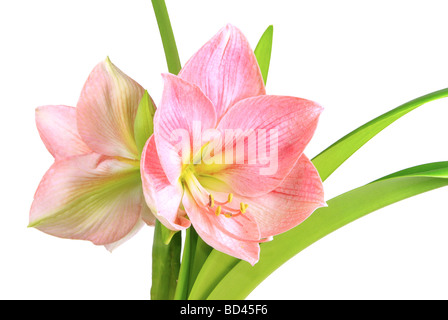 Amaryllis 11 Stockfoto