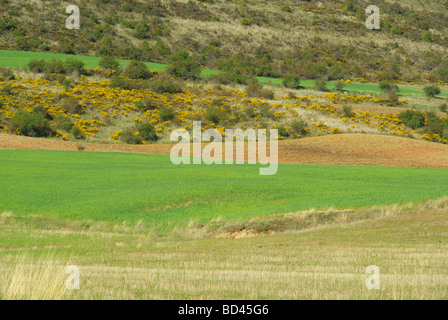 Feld Und Ginster Feld und Besen 08 Stockfoto