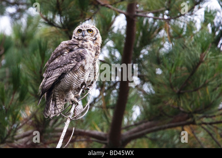 Juvenile große gehörnte Eule, Point Reyes National Seashore, Kalifornien, USA Stockfoto