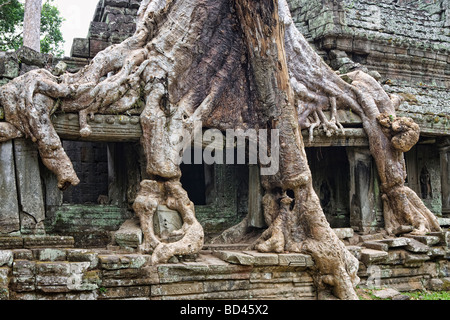 Preah Khan Tempel in Angkor, Kambodscha mit Baumwurzeln überwachsen Stockfoto