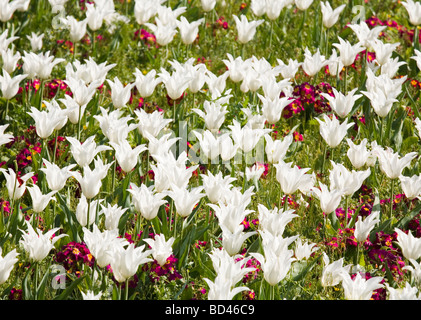 Blumenbeet weißen Tulpen und rote Primeln Stockfoto