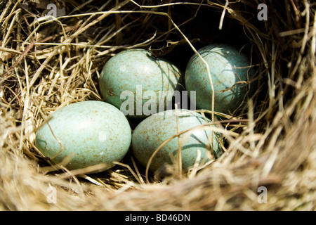 vier Amsel Vogeleier im nest Stockfoto