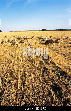 Schafe im Getreidefeld Essen Stockfoto