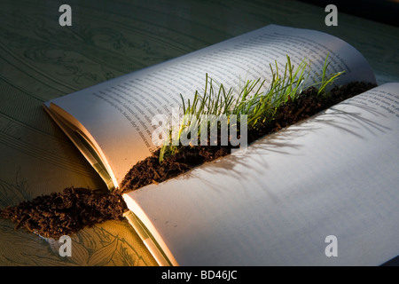 Grass sprießen aus inneren des Buches Stockfoto