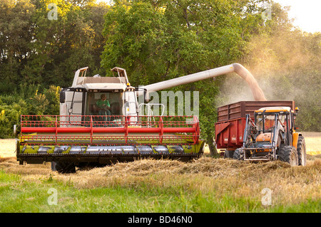 CLAAS Lexion 540 Mähdrescher Entladung Korn in Anhänger - Indre-et-Loire, Frankreich. Stockfoto