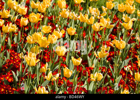 Rote Primeln und gelbe Tulpen in einem Blumenbeet Stockfoto