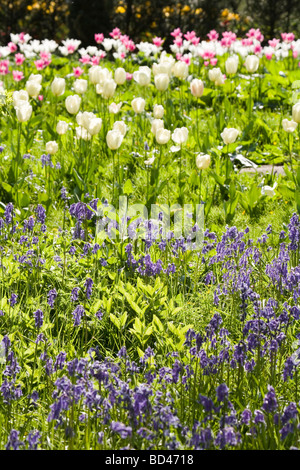 Tulpen und Glockenblumen in einem Blumengarten Stockfoto