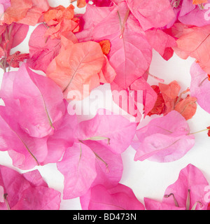 Rosa Blütenblätter verstreut auf weißem Hintergrund Stockfoto