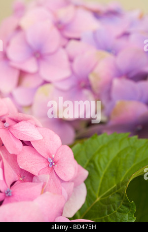 Rosa Hortensie Blumen und ein grünes Blatt Stockfoto