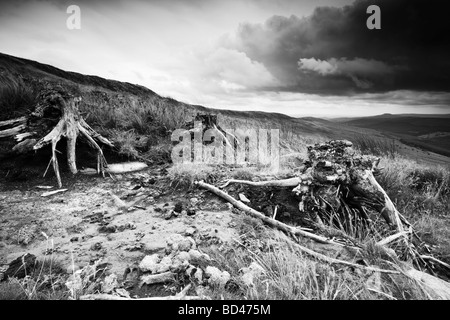 Baum faulen Stümpfe an den Hängen des Chwarel-y-Fan in den schwarzen Bergen, Monmouthshire, Wales, Uk Stockfoto