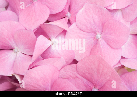 Nahaufnahme der Blüten Rosa Hortensie Stockfoto