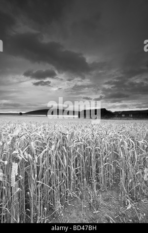 Ansicht des Milk Hill auf die Pewsey downs in der Nähe von Marlborough in Wiltshire Uk Stockfoto