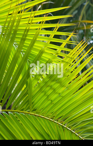 Palm Frond Closeup ideal für eine Dschungel-Thema oder Hintergrund Stockfoto